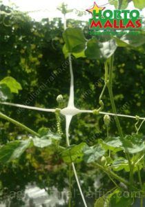 horticulture net used for vertical support net in garden