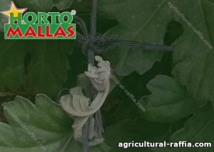Agricultural raffia placed on plants