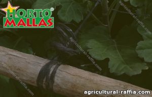 Raffia tied to branch covered by plants