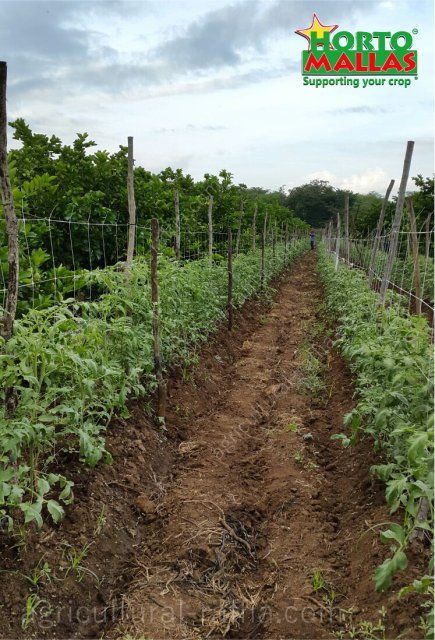 Big space between rows in tomatoes open field production growing vertically without raffia string on trellis net