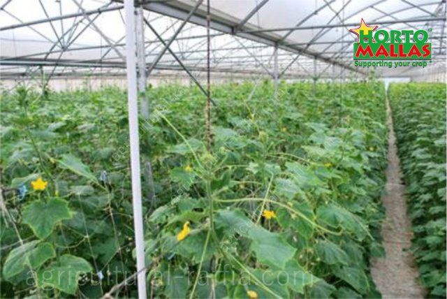 Greenhouse cucumber production, distributed vertically with trellis netting support system
