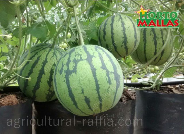 Hydroponic watermelons fruits, in vertical production with trellis netting instead of agricultural raffia