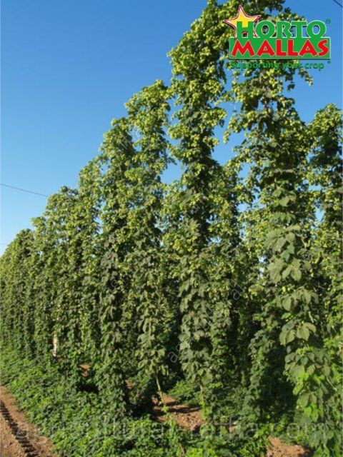 Plants supported in high vertical hop production with hortomallas trellis netting