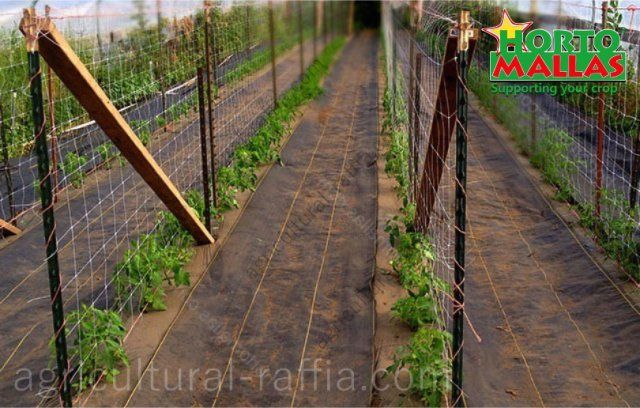 Rows of cultivation tomatoes espalier in production plot with ground cover