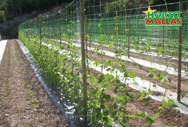 Sweet pea crop growing on hortomallas trellis netting support system