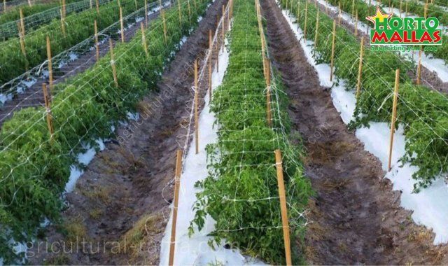 Tomatoes open field plot rows growing on trellis netting support system