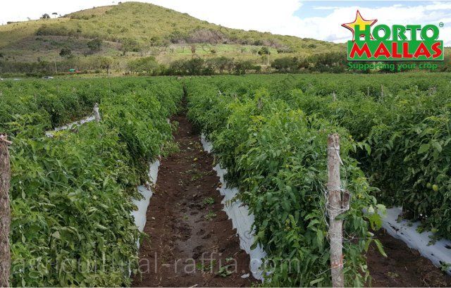 Tomatoes plot, tutoring with hortomalla mesh trellis, instead of agricultural raffia