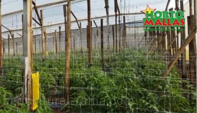 Trellis net support system in greenhouse of tomatoes production