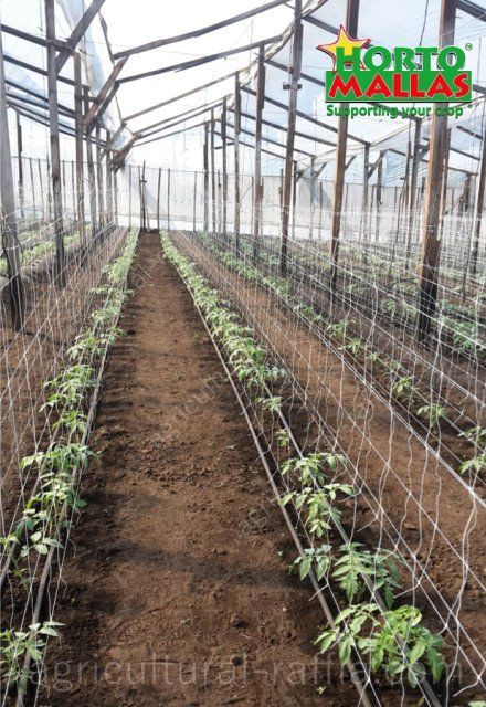 Trellis netting espaliers and between row spacing in tomatoes production greenhouse