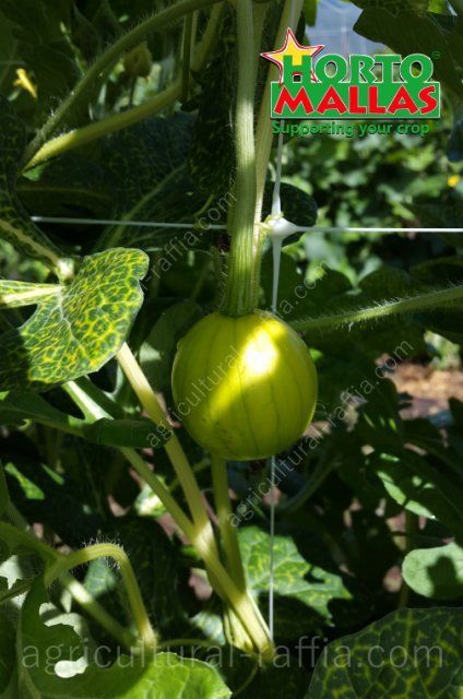 Unripe fruit of watermelon, vertically supported with trellis net in production